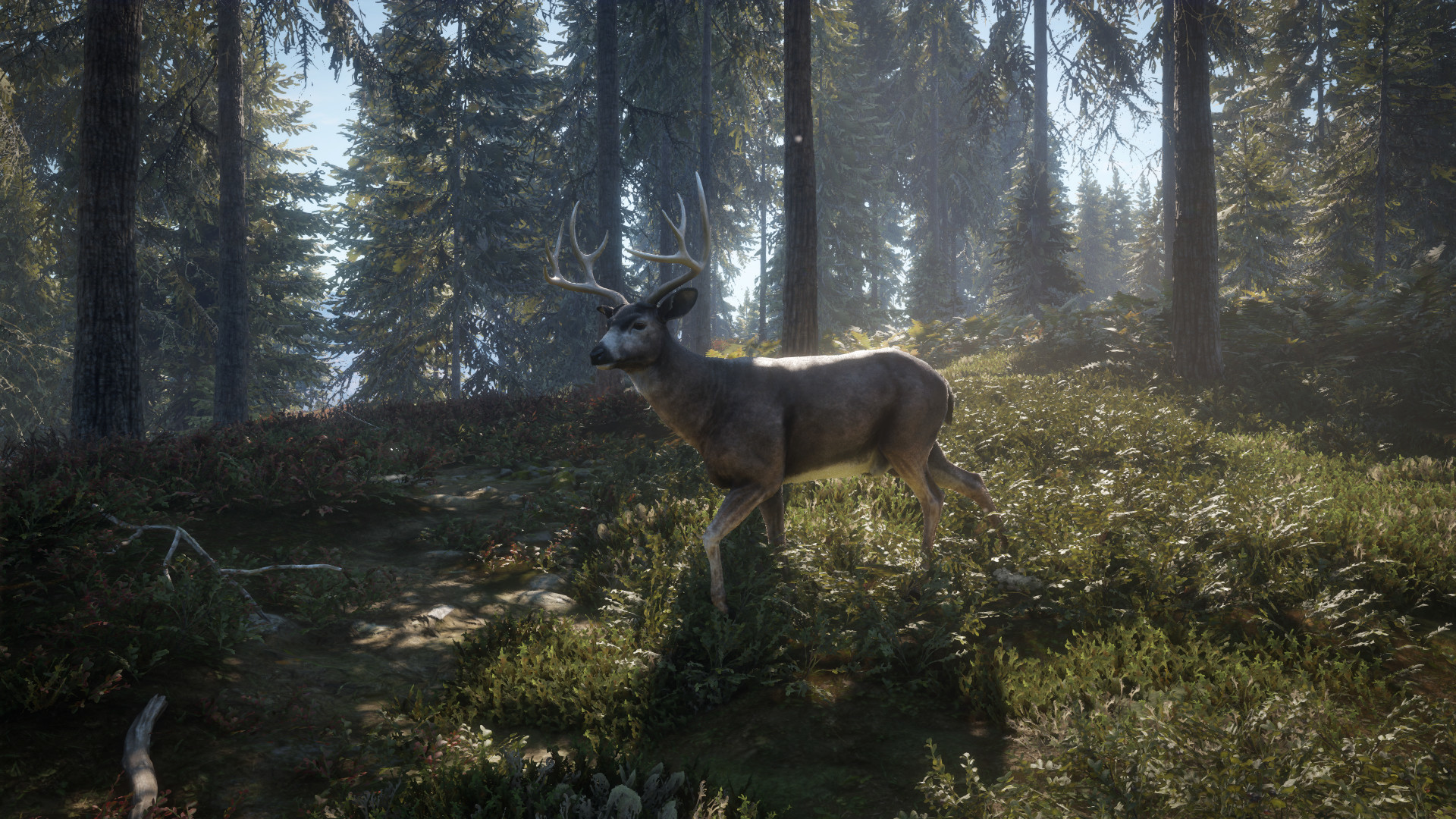 Скриншот: theHunter: Call of the Wild™