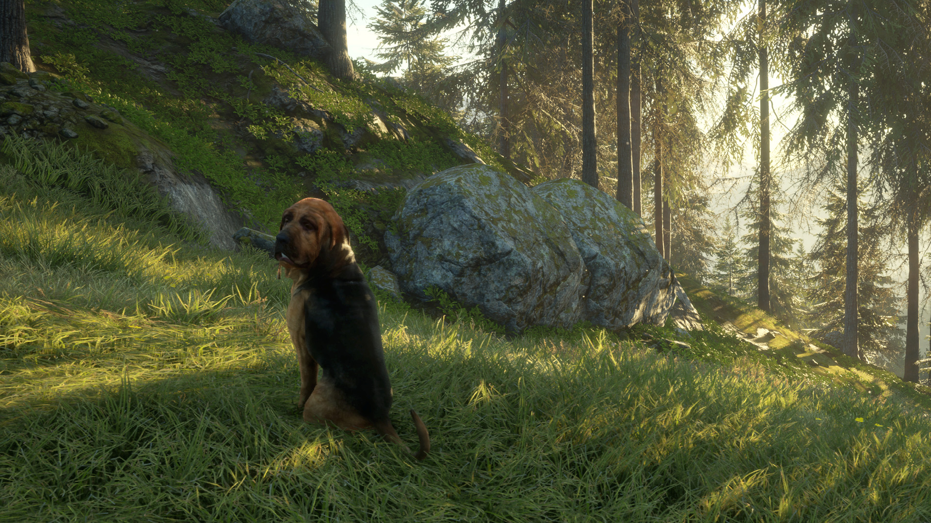 Скриншот: theHunter: Call of the Wild™ - Bloodhound